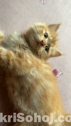 Persian male cat